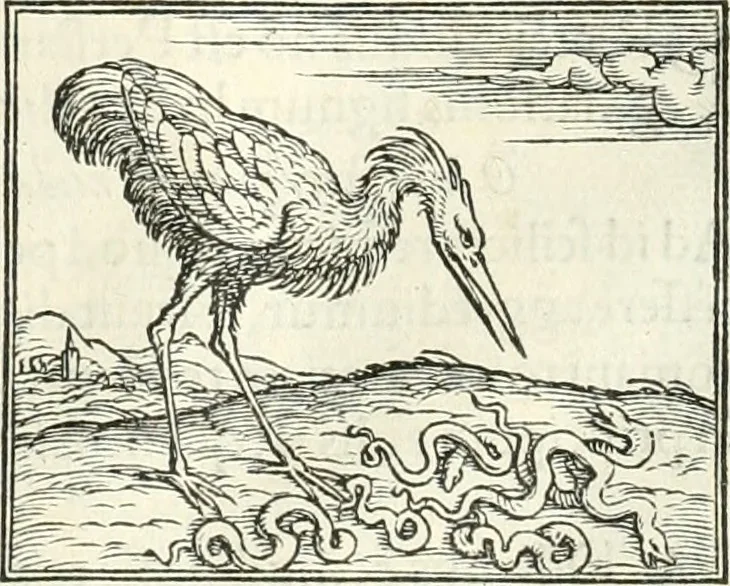 An illustration from Hieroglyphica, sive, De sacris Aegyptiorvm literis commentarii, 1556, leaf 255