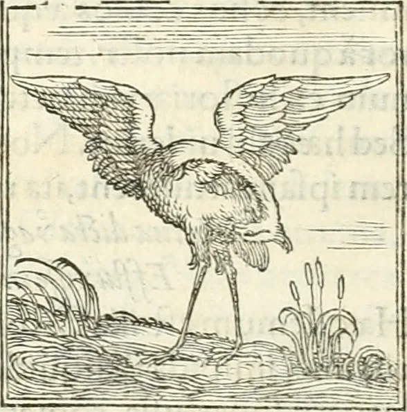An illustration from Hieroglyphica, sive, De sacris Aegyptiorvm literis commentarii, 1556, leaf 257