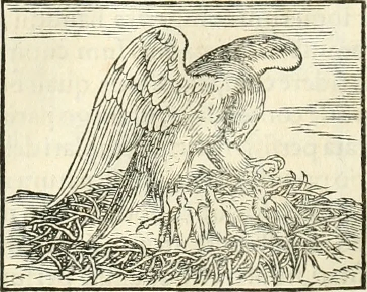 An illustration from Hieroglyphica, sive, De sacris Aegyptiorvm literis commentarii, 1556, leaf 267