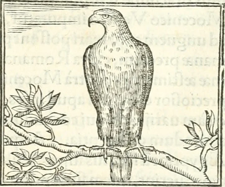 An illustration from Hieroglyphica, sive, De sacris Aegyptiorvm literis commentarii, 1556, leaf 274