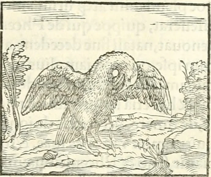 An illustration from Hieroglyphica, sive, De sacris Aegyptiorvm literis commentarii, 1556, leaf 290