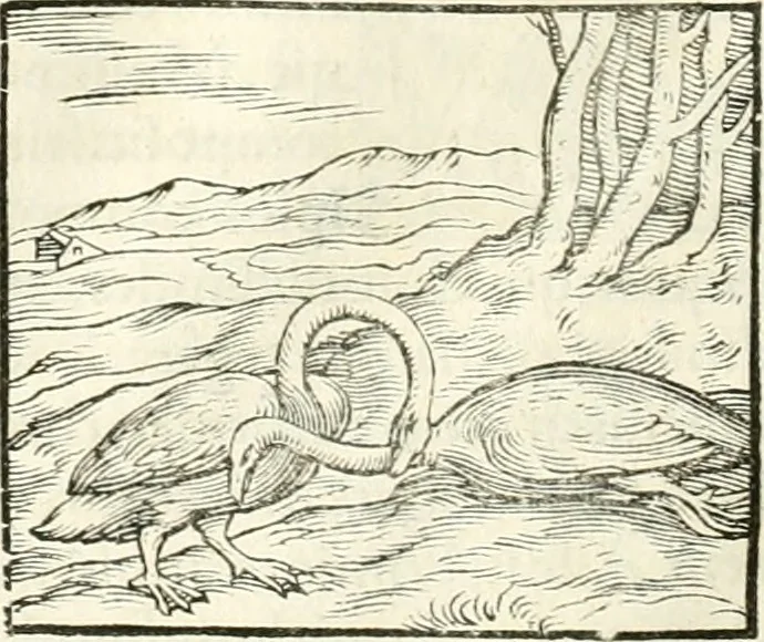 An illustration from Hieroglyphica, sive, De sacris Aegyptiorvm literis commentarii, 1556, leaf 331