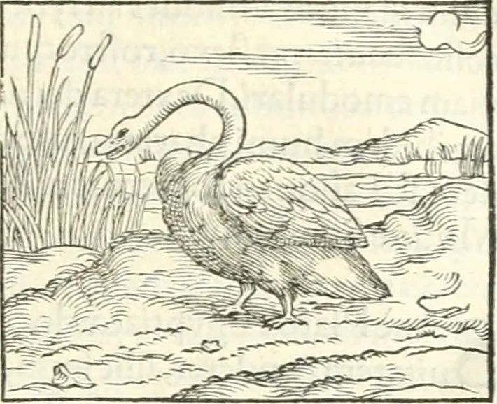 An illustration from Hieroglyphica, sive, De sacris Aegyptiorvm literis commentarii, 1556, leaf 332