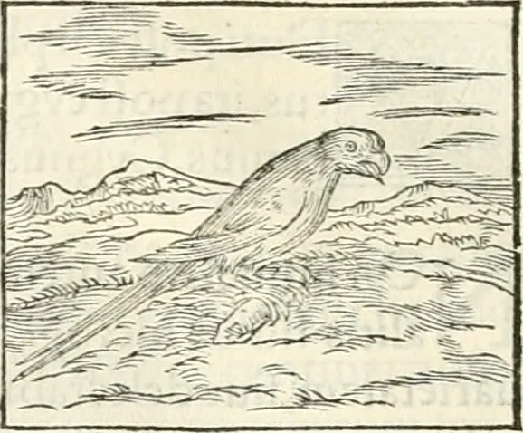 An illustration from Hieroglyphica, sive, De sacris Aegyptiorvm literis commentarii, 1556, leaf 335
