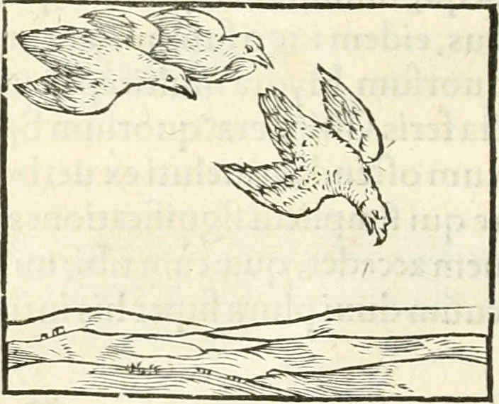 An illustration from Hieroglyphica, sive, De sacris Aegyptiorvm literis commentarii, 1556, leaf 339