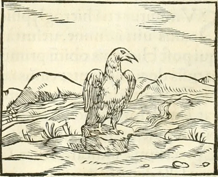 An illustration from Hieroglyphica, sive, De sacris Aegyptiorvm literis commentarii, 1556, leaf 341