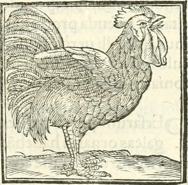 An illustration from Hieroglyphica, sive, De sacris Aegyptiorvm literis commentarii, 1556, leaf 348