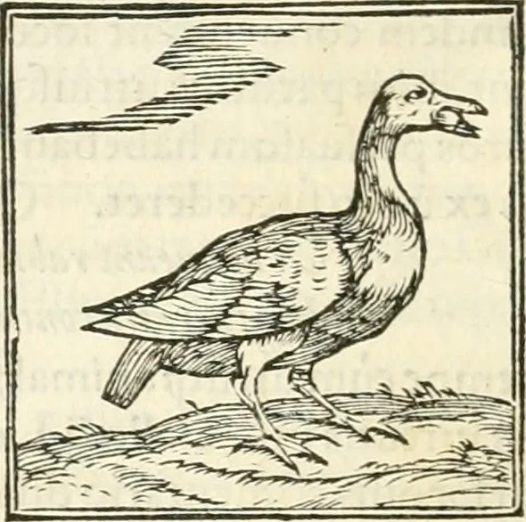 An illustration from Hieroglyphica, sive, De sacris Aegyptiorvm literis commentarii, 1556, leaf 351