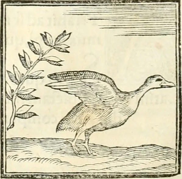 An illustration from Hieroglyphica, sive, De sacris Aegyptiorvm literis commentarii, 1556, leaf 351