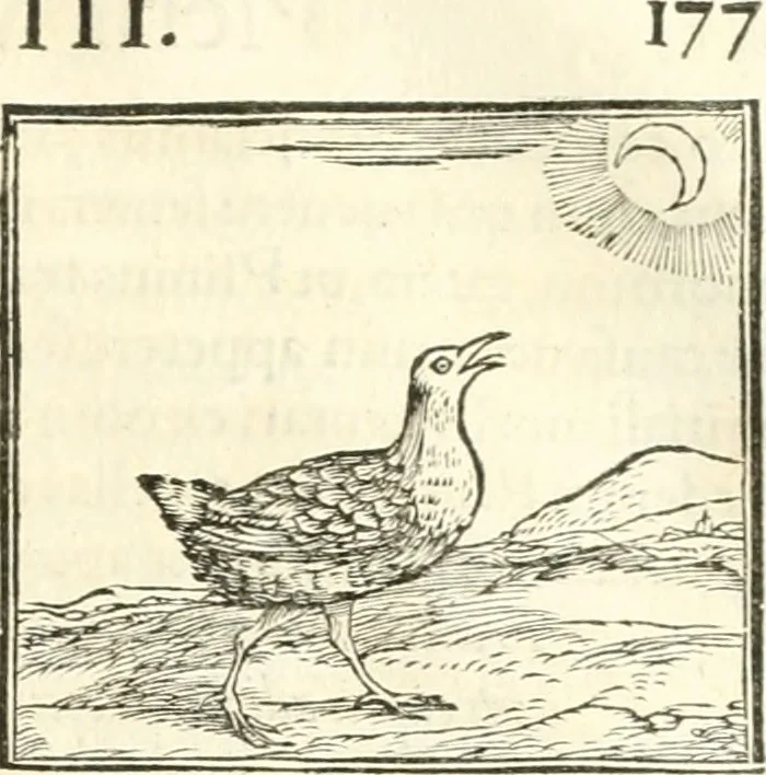 An illustration from Hieroglyphica, sive, De sacris Aegyptiorvm literis commentarii, 1556, leaf 356
