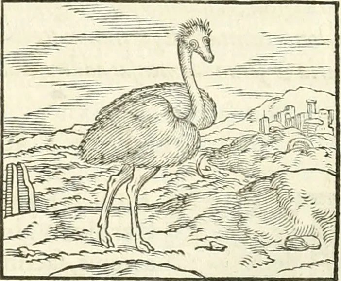 An illustration from Hieroglyphica, sive, De sacris Aegyptiorvm literis commentarii, 1556, leaf 359
