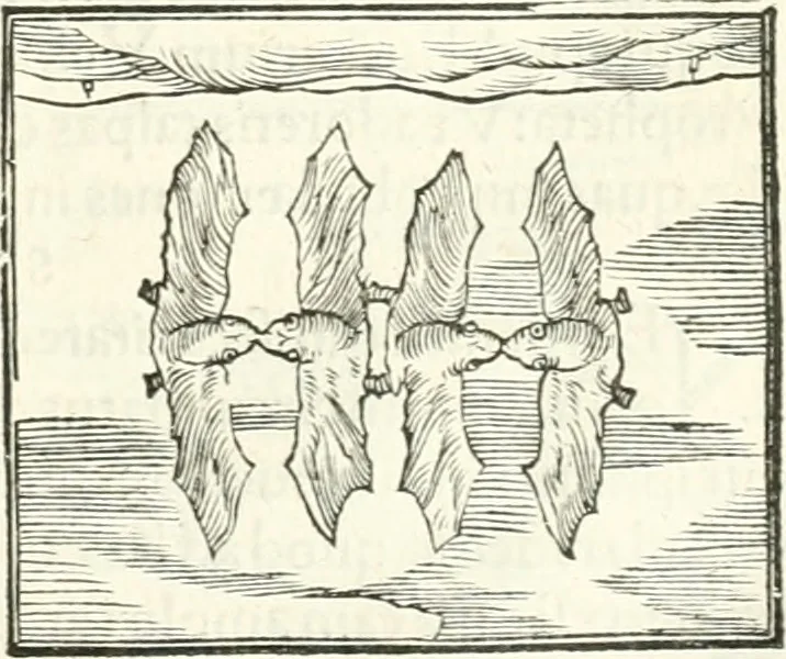 An illustration from Hieroglyphica, sive, De sacris Aegyptiorvm literis commentarii, 1556, leaf 360