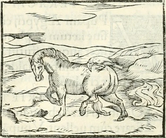 An illustration from Hieroglyphica, sive, De sacris Aegyptiorvm literis commentarii, 1556, leaf 367
