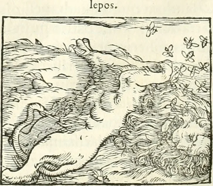 An illustration from Hieroglyphica, sive, De sacris Aegyptiorvm literis commentarii, 1556, leaf 377