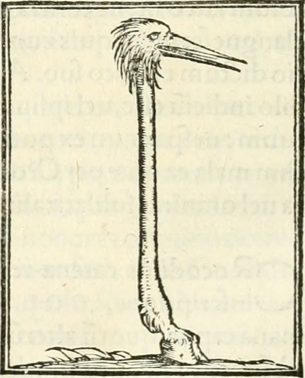 An illustration from Hieroglyphica, sive, De sacris Aegyptiorvm literis commentarii, 1556, leaf 419