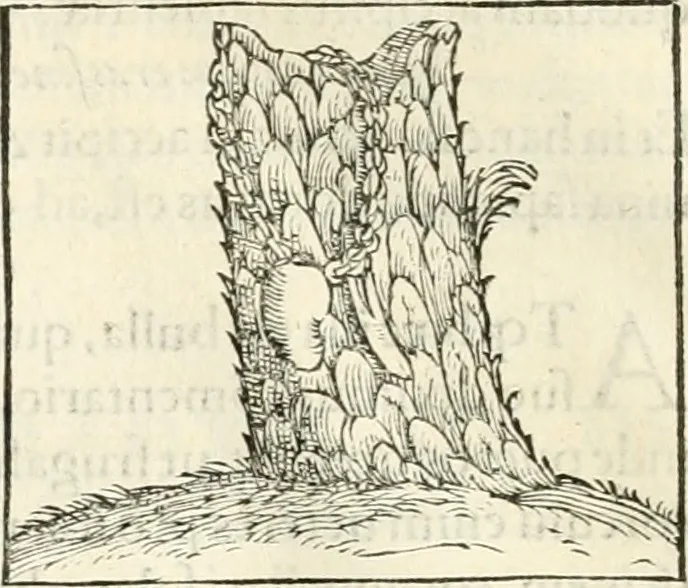 An illustration from Hieroglyphica, sive, De sacris Aegyptiorvm literis commentarii, 1556, leaf 487