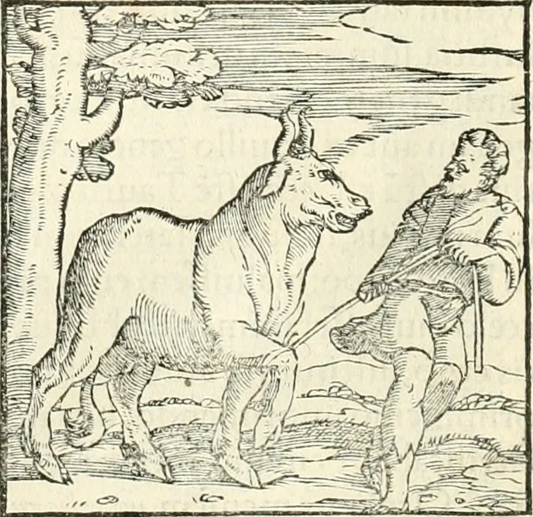 An illustration from Hieroglyphica, sive, De sacris Aegyptiorvm literis commentarii, 1556, leaf 49