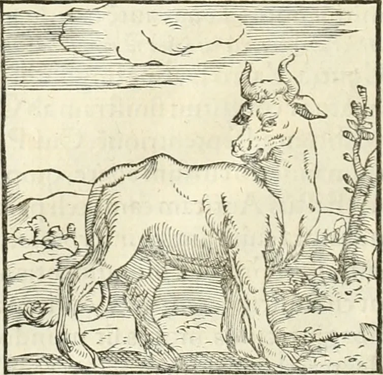 An illustration from Hieroglyphica, sive, De sacris Aegyptiorvm literis commentarii, 1556, leaf 51