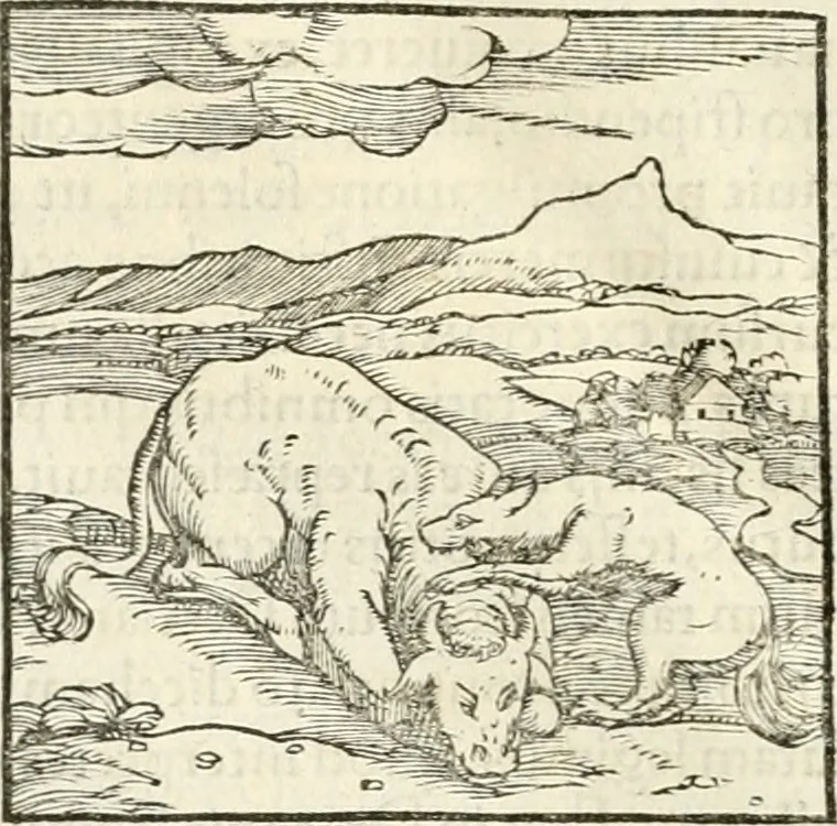 An illustration from Hieroglyphica, sive, De sacris Aegyptiorvm literis commentarii, 1556, leaf 57
