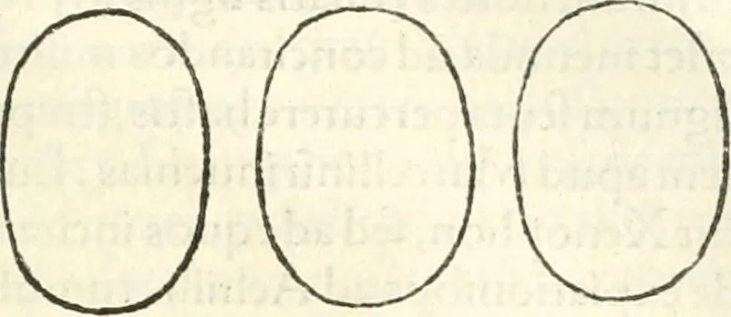 An illustration from Hieroglyphica, sive, De sacris Aegyptiorvm literis commentarii, 1556, leaf 628