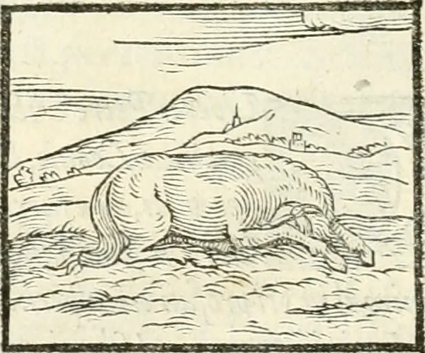 An illustration from Hieroglyphica, sive, De sacris Aegyptiorvm literis commentarii, 1556, leaf 65