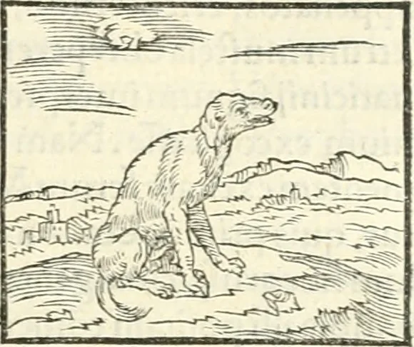 An illustration from Hieroglyphica, sive, De sacris Aegyptiorvm literis commentarii, 1556, leaf 80