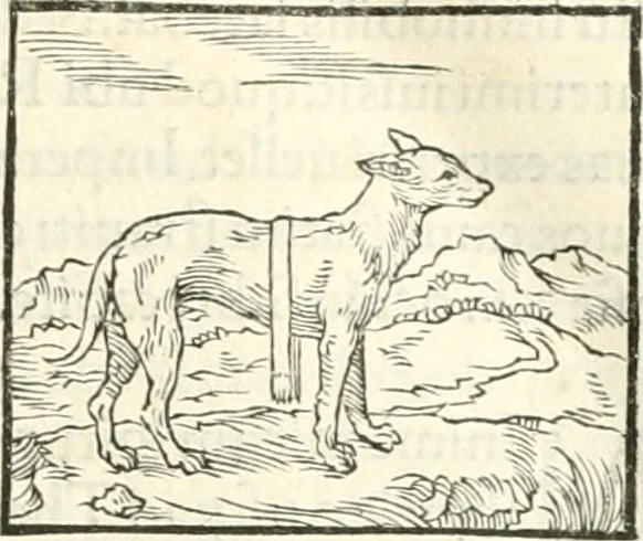 An illustration from Hieroglyphica, sive, De sacris Aegyptiorvm literis commentarii, 1556, leaf 86