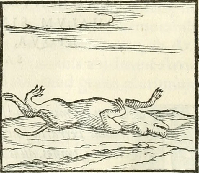An illustration from Hieroglyphica, sive, De sacris Aegyptiorvm literis commentarii, 1556, leaf 93