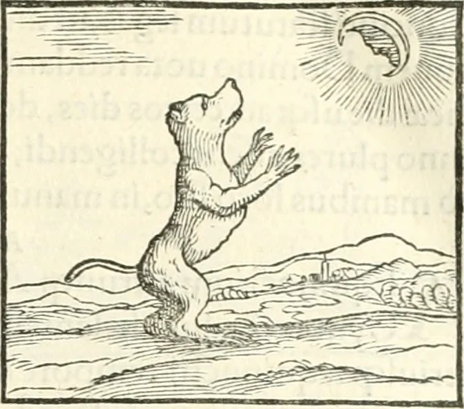 An illustration from Hieroglyphica, sive, De sacris Aegyptiorvm literis commentarii, 1556, leaf 94