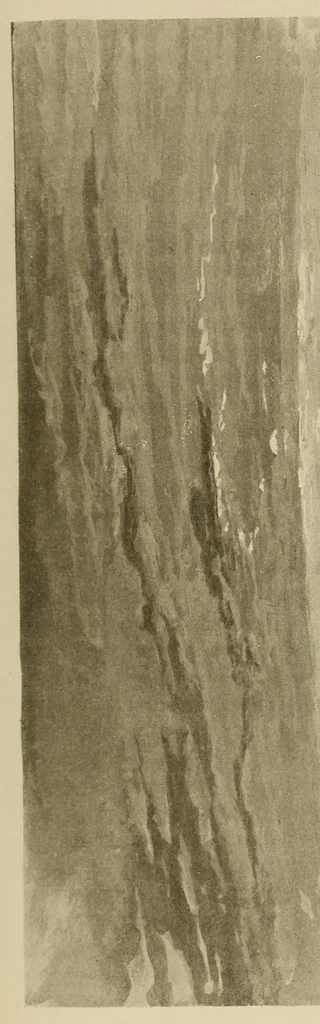 An illustration from De Saint-Louis a Tripoli par le Lac Tchad : voyage au travers du Soudan et du Sahara accompli pendant les années 1890-91-92, 1895, leaf 407