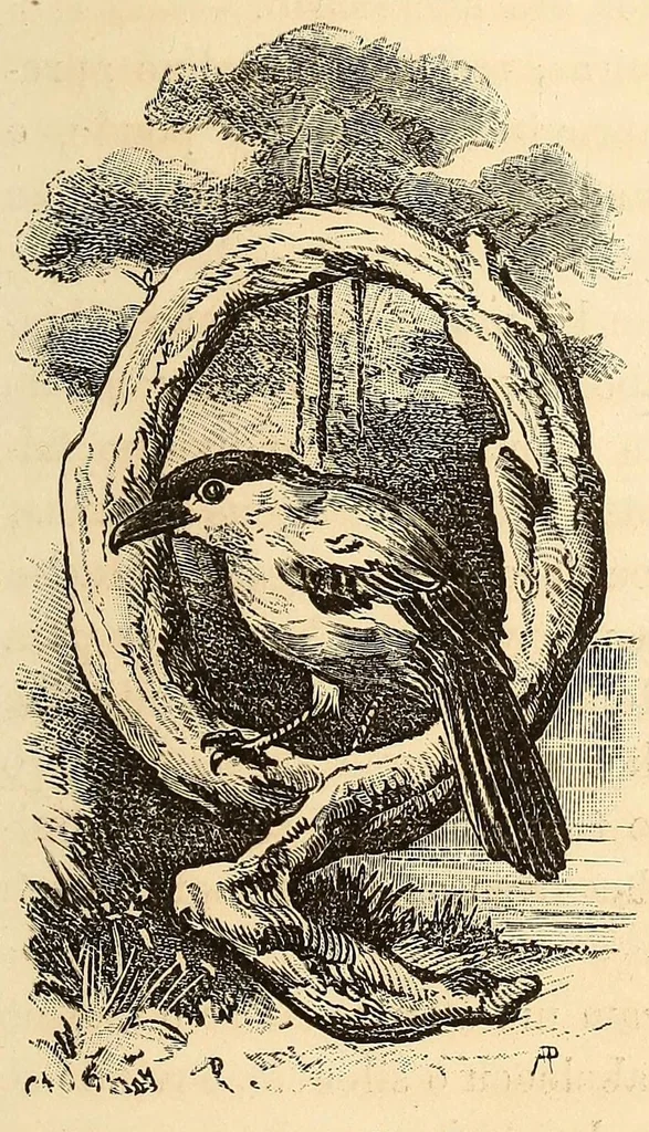 An illustration from Descripção da viagem á Mussumba do Muatiãnvua, 1890, leaf 187