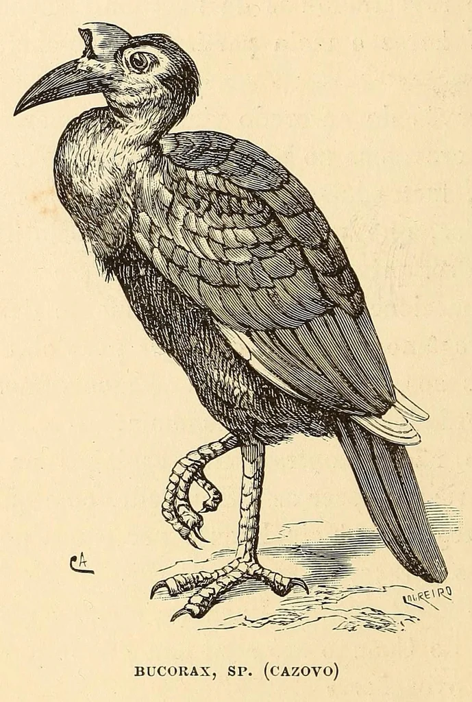 An illustration from Descripção da viagem á Mussumba do Muatiãnvua, 1890, leaf 466