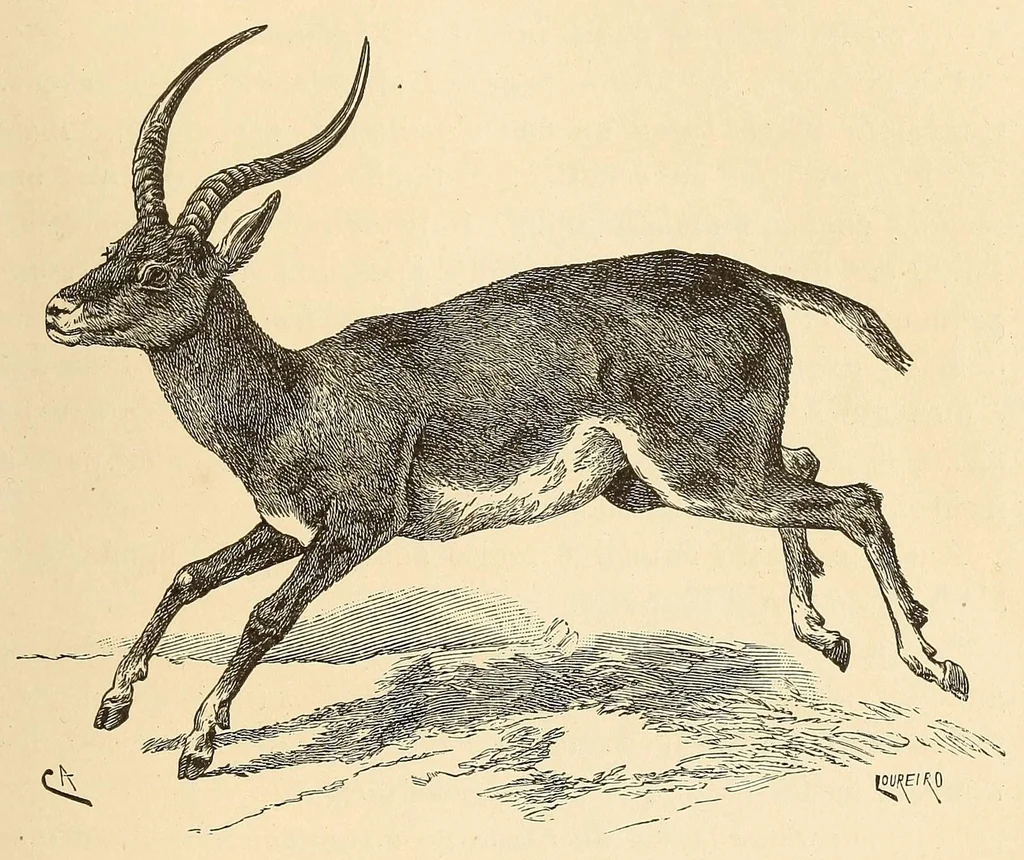 An illustration from Descripção da viagem á Mussumba do Muatiãnvua, 1890, leaf 493