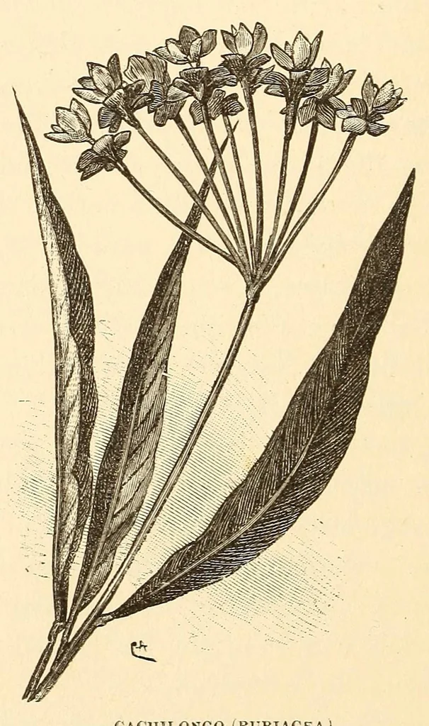 An illustration from Descripção da viagem á Mussumba do Muatiãnvua, 1890, leaf 1006