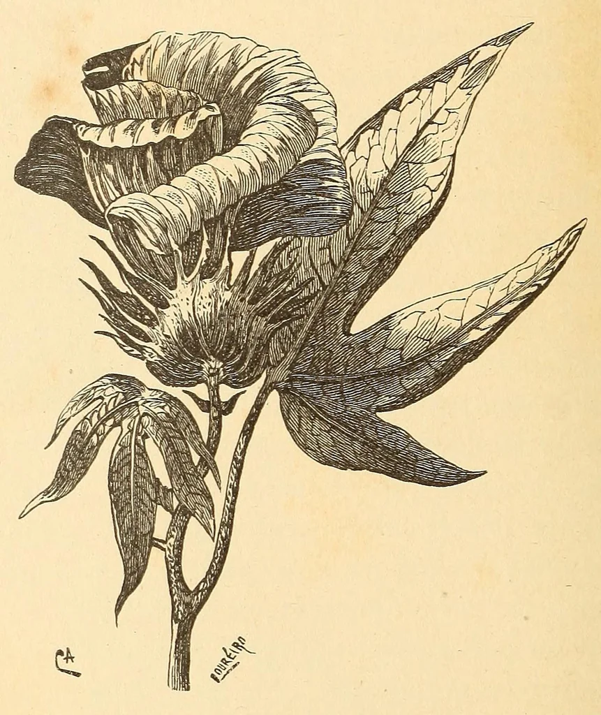 An illustration from Descripção da viagem á Mussumba do Muatiãnvua, 1890, leaf 178