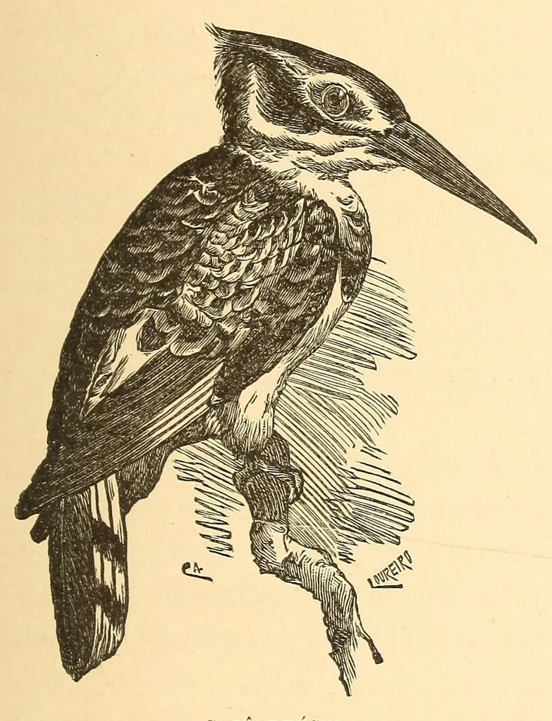An illustration from Descripção da viagem á Mussumba do Muatiãnvua, 1890, leaf 285
