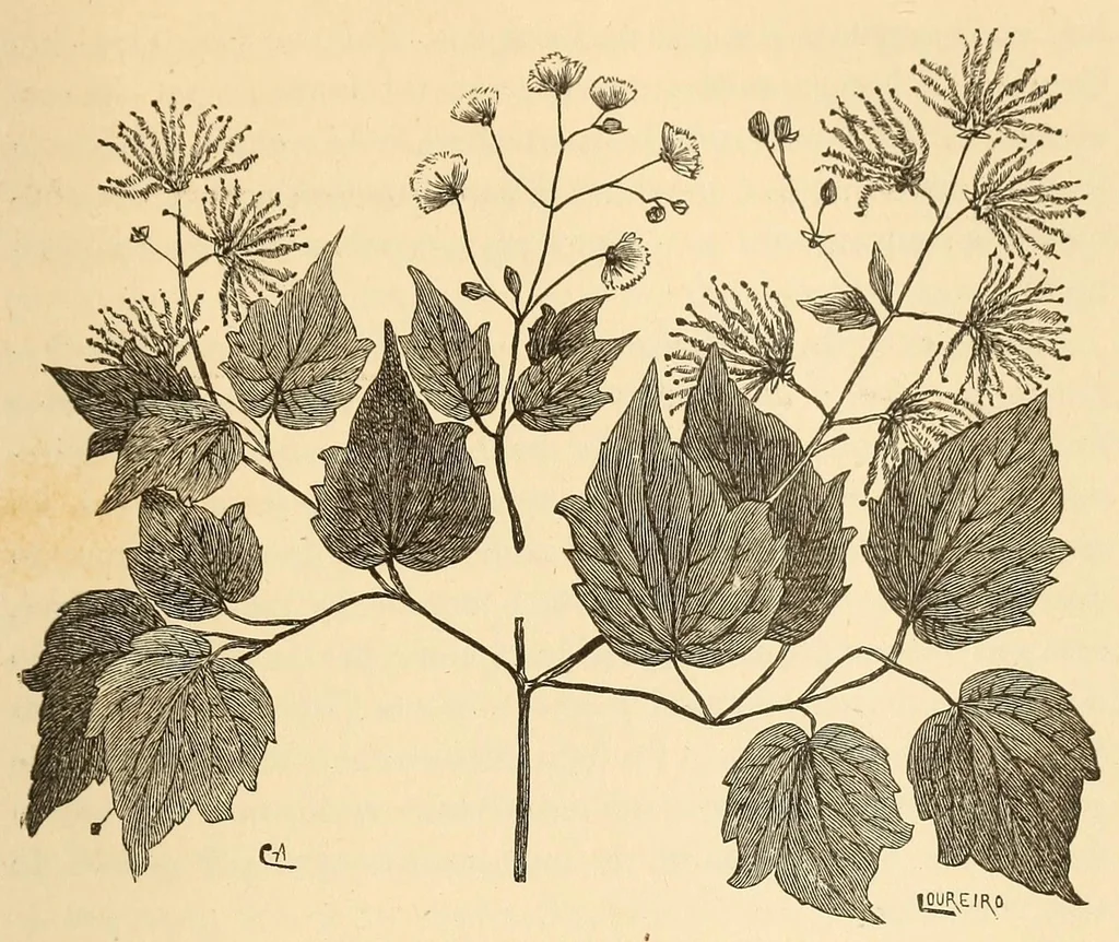 An illustration from Descripção da viagem á Mussumba do Muatiãnvua, 1890, leaf 607