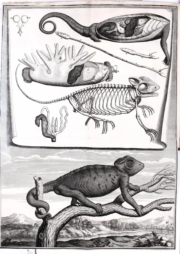 An illustration from Description anatomique d'un cameleon, d'un castor, d'un dromadaire, d'un ours, et d'une gazelle, 1669, leaf 2
