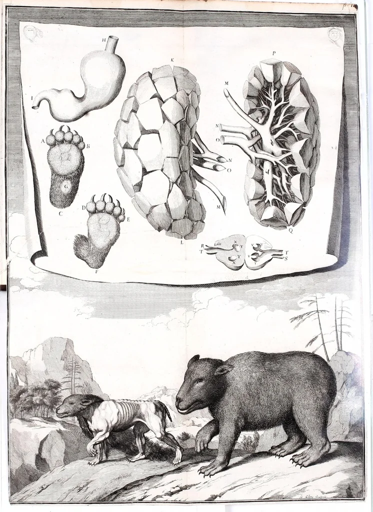 An illustration from Description anatomique d'un cameleon, d'un castor, d'un dromadaire, d'un ours, et d'une gazelle, 1669, leaf 63