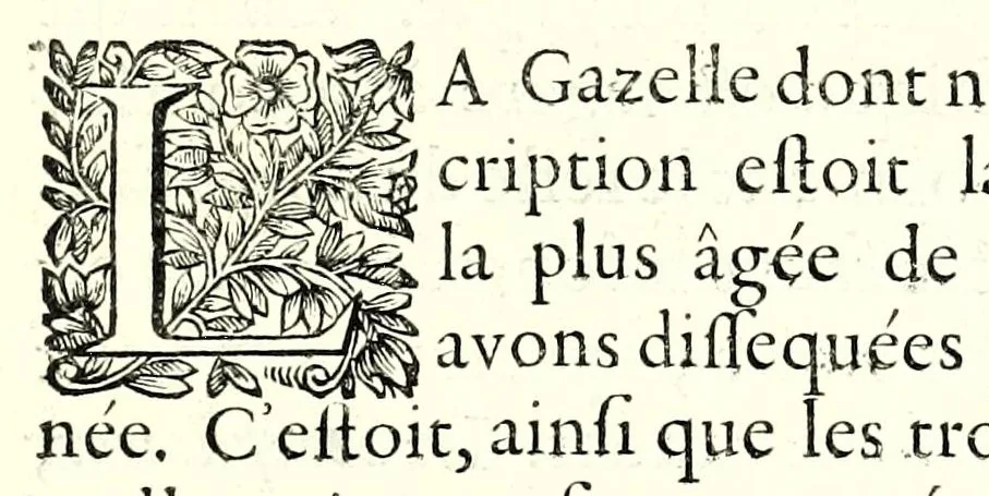 An illustration from Description anatomique d'un cameleon, d'un castor, d'un dromadaire, d'un ours, et d'une gazelle, 1669, leaf 65