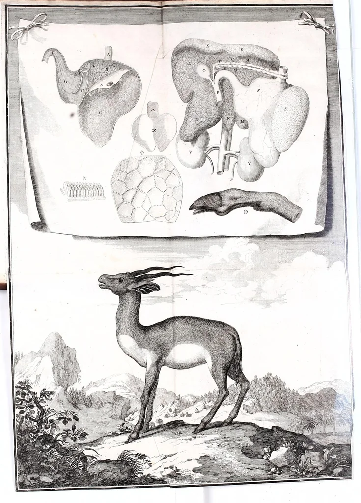 An illustration from Description anatomique d'un cameleon, d'un castor, d'un dromadaire, d'un ours, et d'une gazelle, 1669, leaf 81