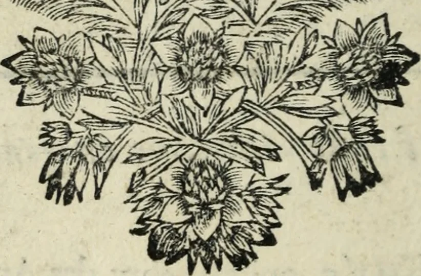 An illustration from Description de l'univers, 1683, leaf 97