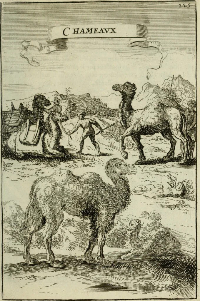 An illustration from Description de l'univers, 1683, leaf 256