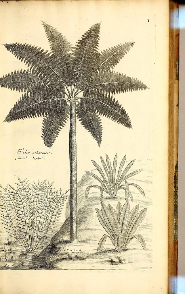 An illustration from Description des plantes de l'Amerique. : Avec leurs figures., 1693, leaf 117