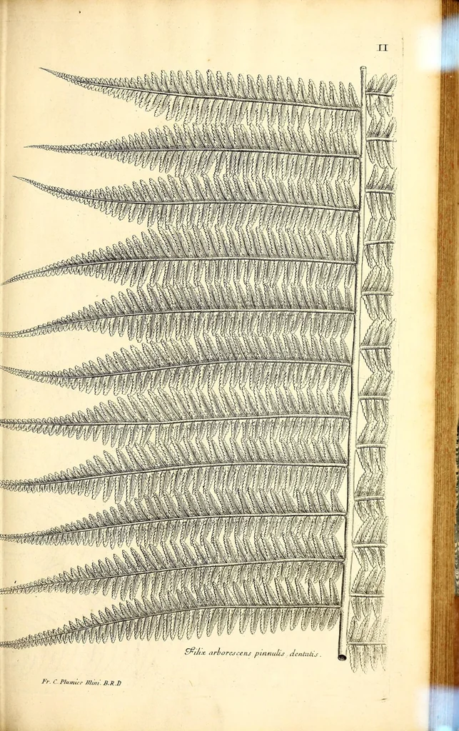 An illustration from Description des plantes de l'Amerique. : Avec leurs figures., 1693, leaf 119
