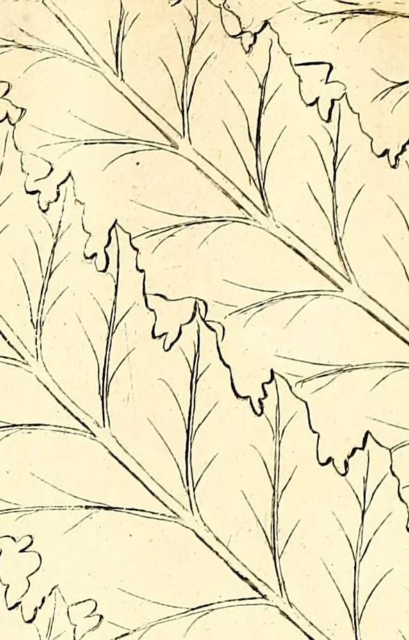 An illustration from Description des plantes de l'Amerique. : Avec leurs figures., 1693, leaf 125