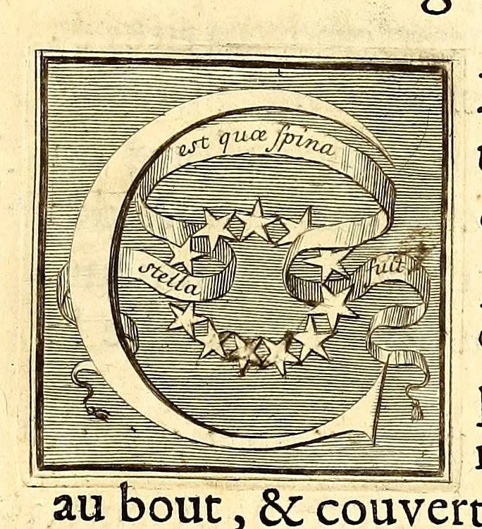 An illustration from Description des plantes de l'Amerique. : Avec leurs figures., 1693, leaf 13