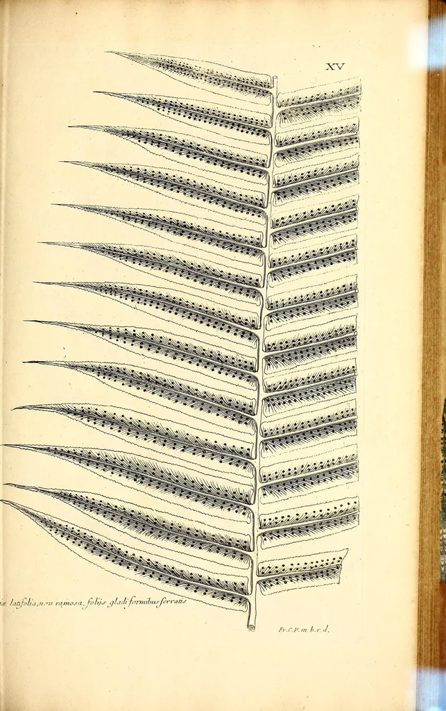 An illustration from Description des plantes de l'Amerique. : Avec leurs figures., 1693, leaf 145