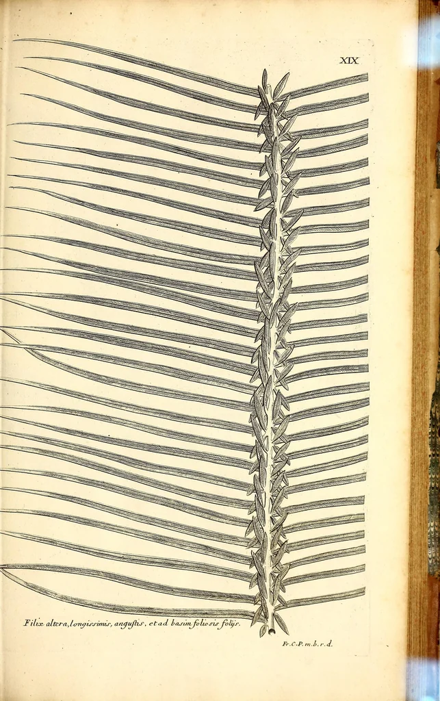An illustration from Description des plantes de l'Amerique. : Avec leurs figures., 1693, leaf 153