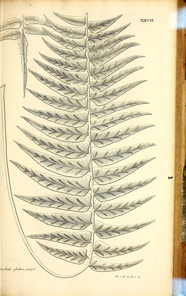 An illustration from Description des plantes de l'Amerique. : Avec leurs figures., 1693, leaf 169